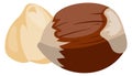 Hazelnut cartoon icon. Forest nut. Food snack