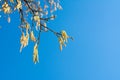 Hazelnut catkins against blue sky