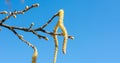 Hazelnut catkins against blue sky