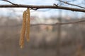 Hazelnut catkins on a branch in the spring forest