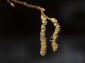 Hazelnut catkins on branch with waterdrop macro, selective focus