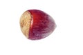 Hazelnut close up macro isolated on white background Royalty Free Stock Photo