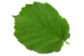 Hazelnut closeup leaf Royalty Free Stock Photo