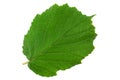 Hazelnut closeup leaf Royalty Free Stock Photo
