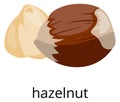 Hazelnut color icon. Tasty organic snack food