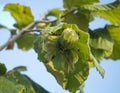 Hazelnut Corylus on the branches of a tree Royalty Free Stock Photo