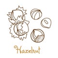 Hazelnut, filbert, cobnut, hazel hand drawn graphics element for packaging design of nuts and seeds or snack. Vector