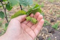 Hazelnut fruits in the process of ripening close-up in the hand of man. Gardening and growing nuts Royalty Free Stock Photo