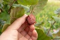 Hazelnut fruits in the process of ripening close-up in the hand of man. Gardening and growing nuts Royalty Free Stock Photo