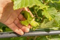 Hazelnut fruits in the process of ripening close-up in the hand of man. Gardening and growing nuts Royalty Free Stock Photo