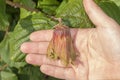 Hazelnut garden. Hazelnuts in a green shell on the branches in the hand. Fruits and flowers