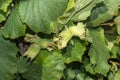 Hazelnut garden. Hazelnuts in a green shell on the branches in the hand. Fruits and flowers Royalty Free Stock Photo