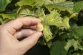 Hazelnut garden. Hazelnuts in a green shell on the branches in the hand. Fruits and flowers Royalty Free Stock Photo