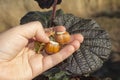 Hazelnut garden. Hazelnuts in a green shell on the branches in the hand. Fruits and flowers Royalty Free Stock Photo