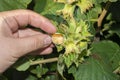 Hazelnut garden. Hazelnuts in a green shell on the branches in the hand. Fruits and flowers Royalty Free Stock Photo