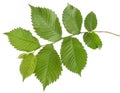 Hazelnut green fresh leaves on branch isolated on white background Royalty Free Stock Photo