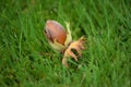 Hazelnut on green grass Royalty Free Stock Photo