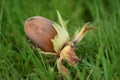 Hazelnut on green grass Royalty Free Stock Photo