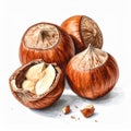 Hazelnut Group Illustration on White Background with Detailed Shell Texture Royalty Free Stock Photo