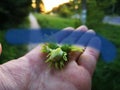 hazelnut grows on the hand Royalty Free Stock Photo