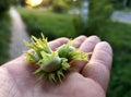 hazelnut grows on the hand Royalty Free Stock Photo