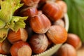 hazelnut harvest.Hazelnuts in a round green bowl with green leaves close-up on a wooden table. Farmed organic hazelnuts Royalty Free Stock Photo