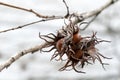 Hazelnut Hazel Hazelnoot cobnut or filbert nut Royalty Free Stock Photo