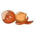 Hazelnut icon, cartoon style