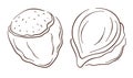 Hazelnut icon in line art style. Nuts in shell and peeled in sketch style. Vector illustration isolated on a white