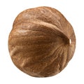 Hazelnut isolated closeup as package design elements. Fresh organic filbert on white background. Nut macro without shell. Royalty Free Stock Photo