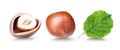 Hazelnut on white background. Collection of two whole and cracked filbert nuts with leaf Royalty Free Stock Photo