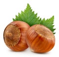 Hazelnut isolated on white background Royalty Free Stock Photo