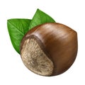 Hazelnut isolated on white background. One big hazelnut closeup with green leaf as package design element. Nut macro Royalty Free Stock Photo