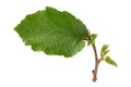 Hazelnut leaf closeup