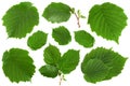 Hazelnut leaf collection on white