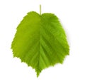 Hazelnut leaf