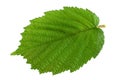 Hazelnut leaf on white