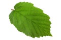 Hazelnut leaf on white