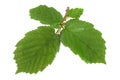 Hazelnut leaf on white