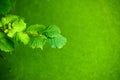 hazelnut leafs in front of duckweed Royalty Free Stock Photo