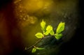 hazelnut leaves and and bokeh, spring nature detail