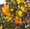 Hazelnut leaves in bright colors