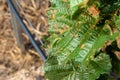 Hazelnut leaves are damaged by parasites and rot diseases. Pests and hazelnut garden protection concept