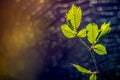 Hazelnut leaves and spider cobweb as bokeh