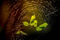 Hazelnut leaves and spider cobweb Royalty Free Stock Photo