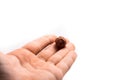 Hazelnut in man`s hand on white isolated background macro photo Royalty Free Stock Photo