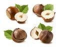 Hazelnut nut leaf set isolated on white background 7 Royalty Free Stock Photo