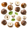 Hazelnut nut set isolated on white background Royalty Free Stock Photo