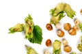 Hazelnut nut set isolated on white background, A macro shot of a cluster of hazelnuts hanging Royalty Free Stock Photo