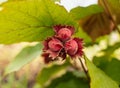 Hazelnut nuts on a branch of a plant in the garden Royalty Free Stock Photo
